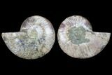 Bargain, Cut & Polished Ammonite Fossil - Agatized Fossil #88054-1